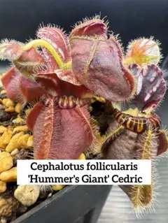 2025年最新】セファロタス ジャイアントの人気アイテム - メルカリ