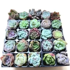 2026年最新】多肉植物カット苗セットの人気アイテム - メルカリ