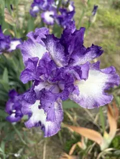 ジャーマンアイリス　フリフリ紫と白の花　大輪　１株のサムネイル