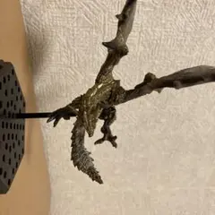モンスターハンターフィギュア 金リオレイア