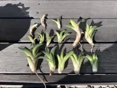 アガベ ソーラーエクリプス