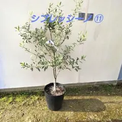 イタリア品種で花芽沢山付いてる高さ約90㎝本場香川県産オリーブ