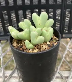 コノフィツム　ビロブム系　種類28種類　10粒ずつセット isla del pescado - Conophytum bilobum -コノフィツム・ビロブム