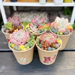 25 多肉植物の小さな寄せ植え☆そのまま飾れる☆5コセット☆期間限定・速達発送