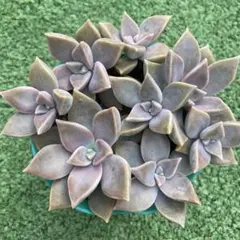 2025年最新】朧月 多肉植物の人気アイテム - メルカリ