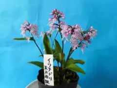 ナッシー様 リクエスト 6点 まとめ商品