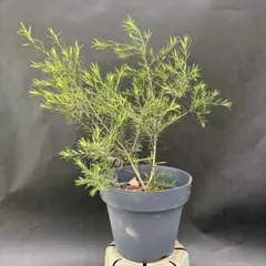 メラルーカ まとめ売り 2026年最新】Melaleuca まとめ売りの人気アイテム - メルカリ