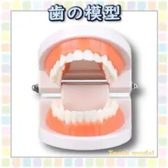 歯の模型