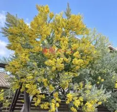 moo☆様専用　パールアカシア