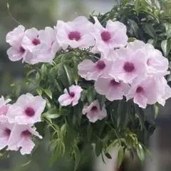 ジョンポール2 根量普通 新芽あり クレマチス苗 - メルカリ