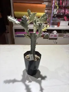 観葉植物 サボテンのサムネイル
