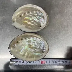 あわび貝殻　2個セット