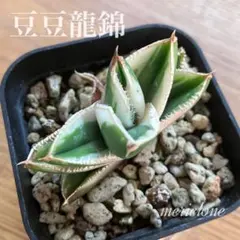 2026年最新】アガベ豆豆龍の人気アイテム - メルカリ