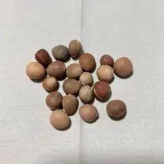 エンセファラルトス ホリダス 種子 1粒 （5月入荷） - メルカリ