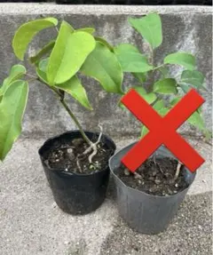 2025年最新】ムベ 苗の人気アイテム - メルカリ