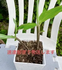 宮崎マンゴー苗木 無農薬 マンゴー苗木 ポットのまま発送 宮崎マンゴー