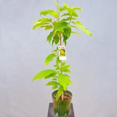 現品 キンコウボク 金厚朴 88番 観葉植物 レア 希少 香水 インテリア