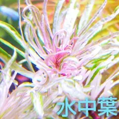 専用セット ６cm ルドウィジア インクリナータ キューバ斑入り 水中葉