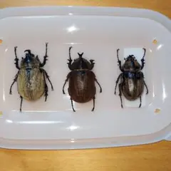 2025年最新】ゾウカブト 標本の人気アイテム - メルカリ