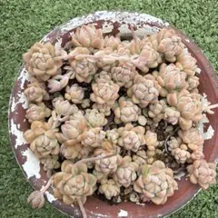とめ様専用出品 多肉植物 【エボニー×プロリフェラ】抜き苗 - メルカリ