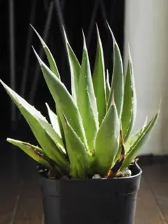 レア❗️ アガベ　ホリダ　ペロテンシス　斑入り　子株 2025年最新】アガベ ホリダ ペロテンシスの人気アイテム - メルカリ