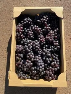 【数量限定　訳あり】青森県津軽地方産ぶどう　スチューベン　約５キロ　自家用加工用