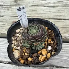 多肉植物（錦玉園）　グラプトベリア　modern 6cmポット苗のサムネイル