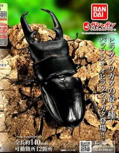 2026年最新】パラワンオオヒラタクワガタ 2003の人気アイテム - メルカリ