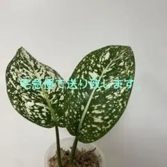 ディフェンバキア【チーター】 - メルカリ