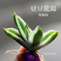 2026年最新】豆豆龍 アガベの人気アイテム - メルカリ