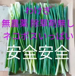 根付きuser_4f8d4a7f様専用ワケギ