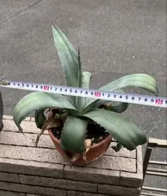 2025年最新】ワコマヒーの人気アイテム - メルカリ