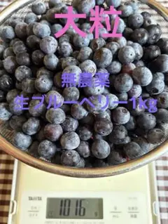 ☆令和8年 生ブルーベリー☆農薬不使用 3㌔ - メルカリ