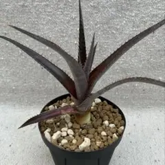 LA様 リクエスト 2点 まとめ商品