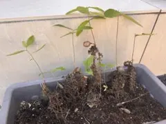 どんぐり 苗のサムネイル