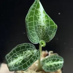 シストーチス バリエガータ ✾Cystorchis variegata✾ - メルカリ