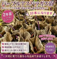 2026年最新】アスパラパープルの人気アイテム - メルカリ