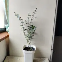 ru fleur♡様 リクエスト 2点 まとめ商品