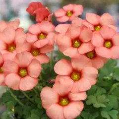 さとちゃん様 リクエスト 2点 まとめ商品