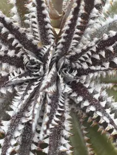 25年採取 種子 原種 ディッキア Dyckia reitzii rubra ⑷ - メルカリ