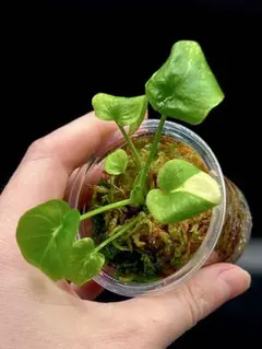 明日まで値下げ！希少！フィロデンドロン　セローム　斑入り フィロデンドロン セローム 斑入り | GREEN LUCK