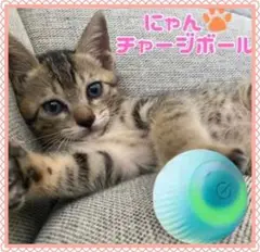 猫 ボール 電動おもちゃボール　ペット 肥満防止 運動 コロコロ　USB