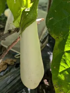 越後白ナス　種20粒