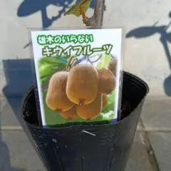 キウイフルーツ