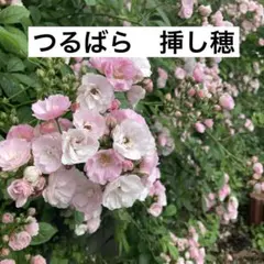 レンゲローズ 2年生苗 蕾付き 草丈30センチ位の大きい苗♪(メルカリ便