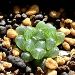 corino様 リクエスト 5点 まとめ商品