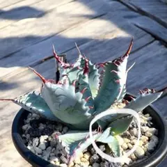 2026年最新】屈原の舞扇の人気アイテム - メルカリ