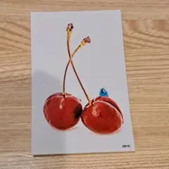 パペットスンスン スマロイド