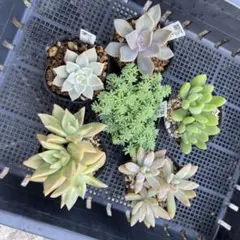 [専用]多肉植物　6種類　セットB　薄氷　初恋　秋麗　ゴースティ　など