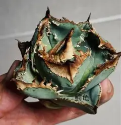 2026年最新】アガベの人気アイテム - メルカリ